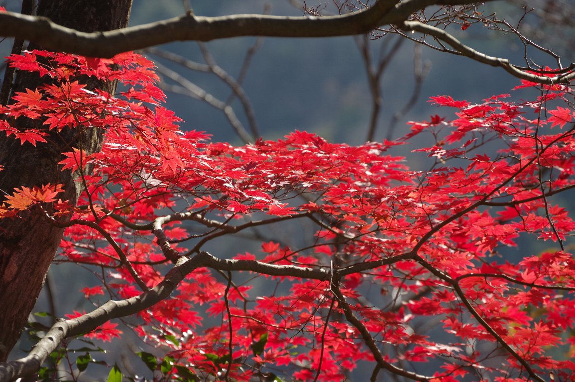 �R�n�E�`���J�G�f