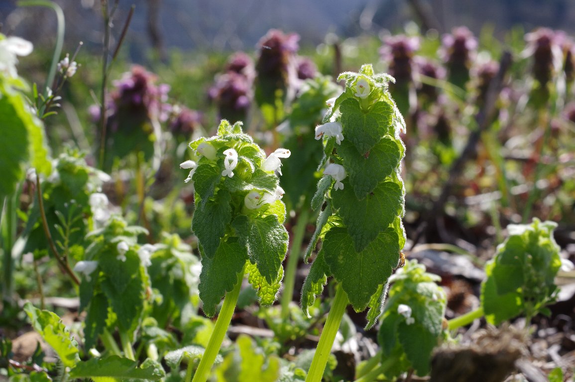 �q���I�h���R�\�E