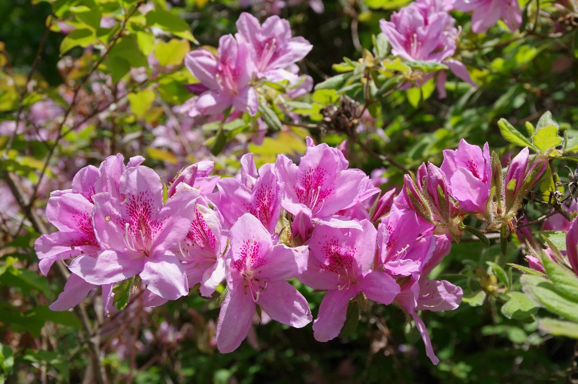 ���`�c�c�W