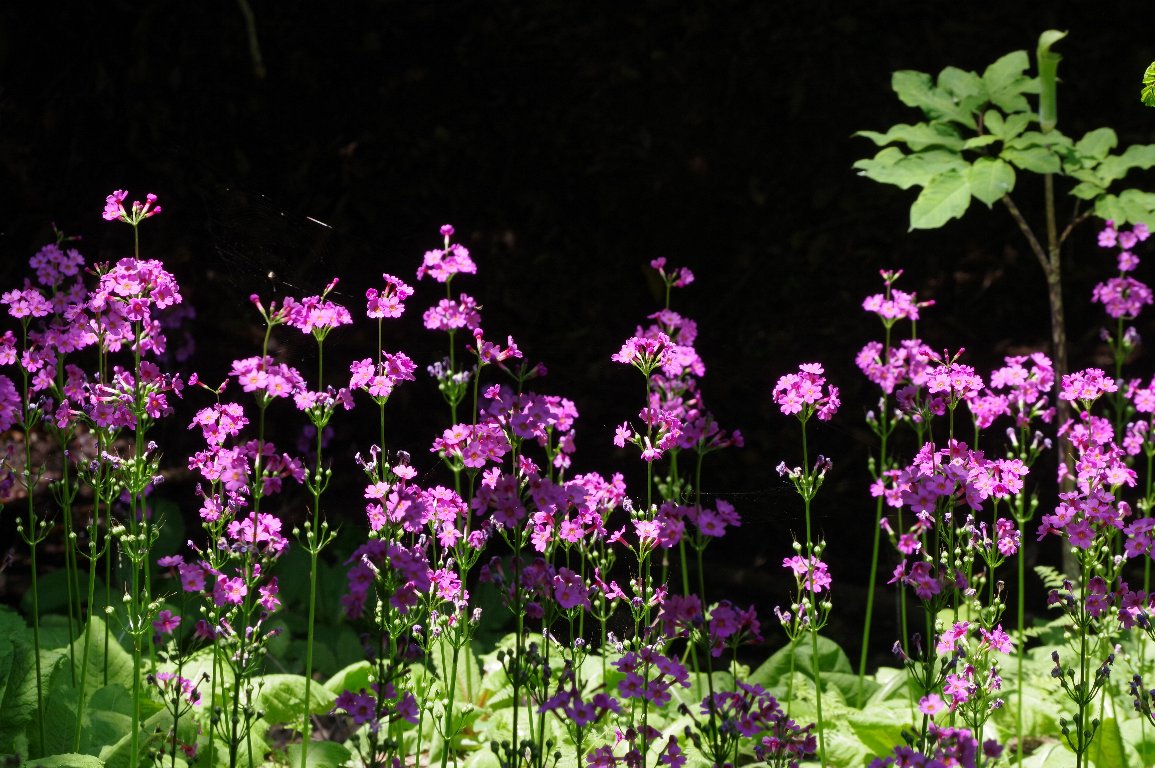 �N�����\�E