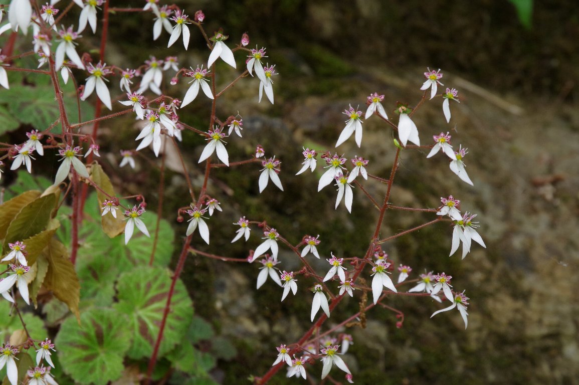 ���L�m�V�^