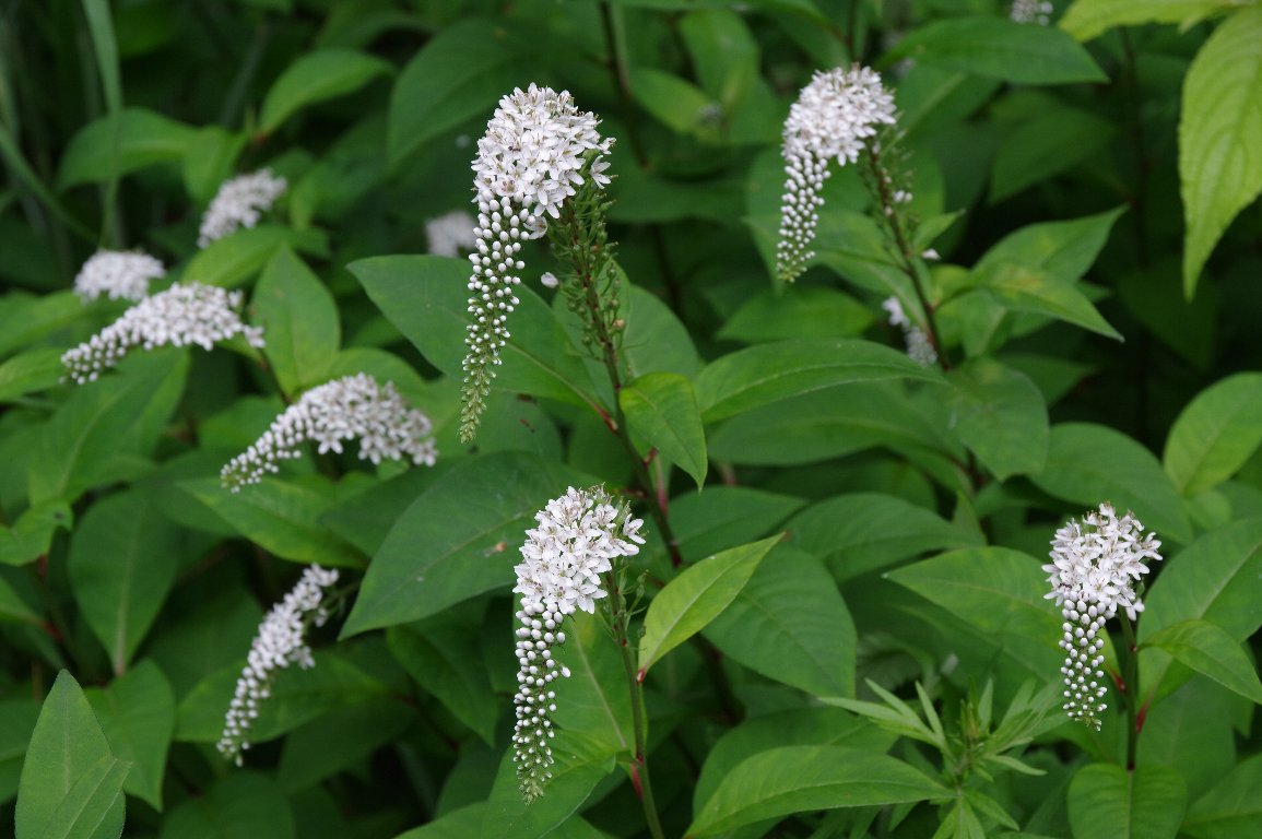 �I�J�g���m�I