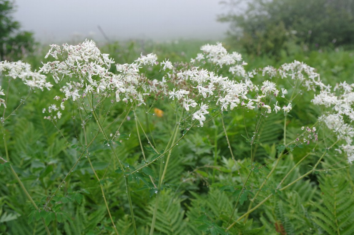 �J���}�c�\�E