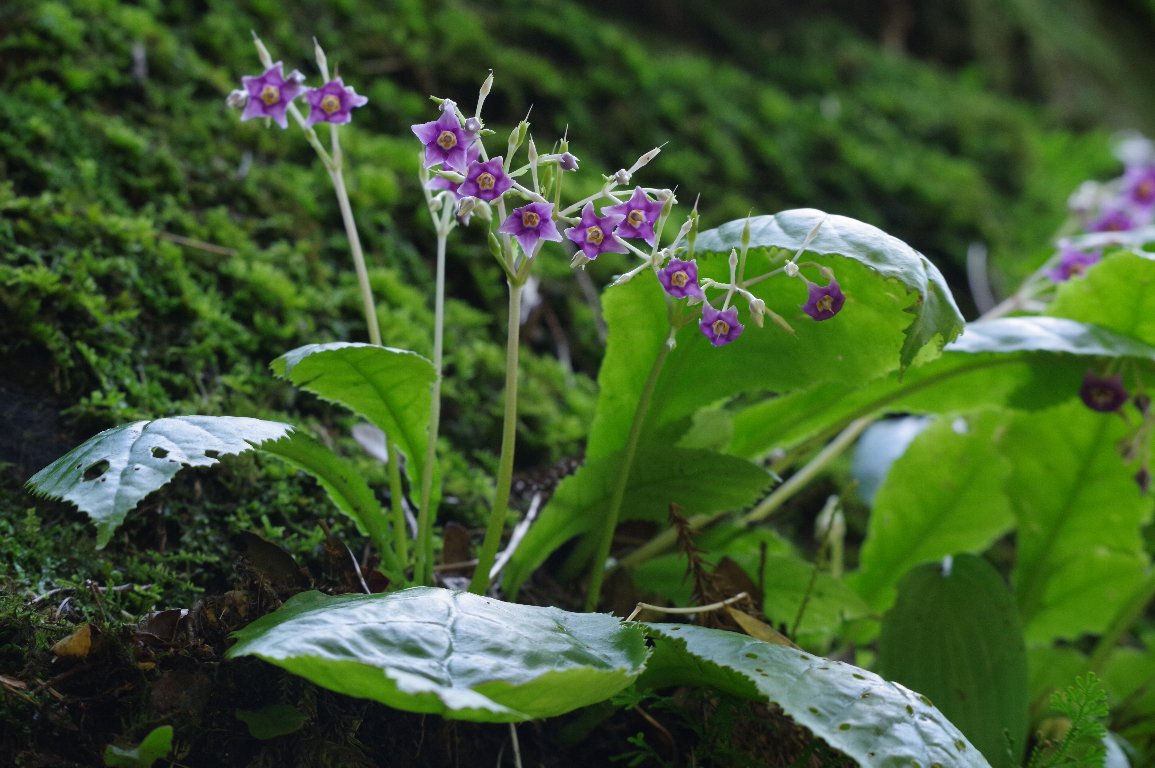 �C���^�o�R