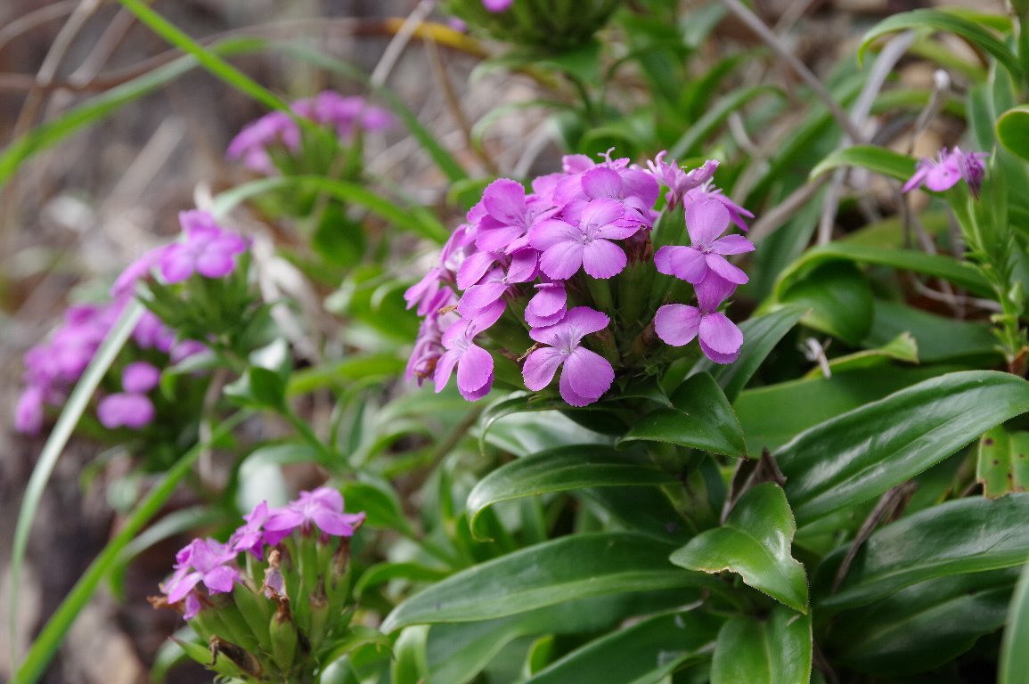 �n�}�i�f�V�R