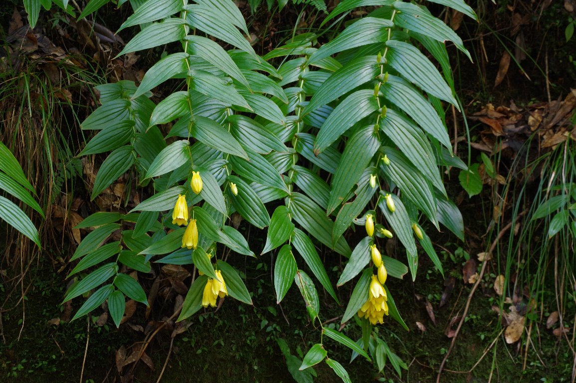 �L�C�W���E���E�z�g�g�M�X