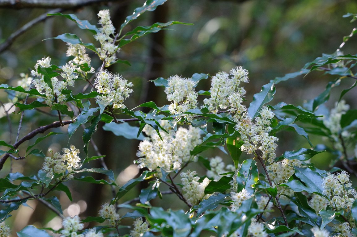 �����{�N