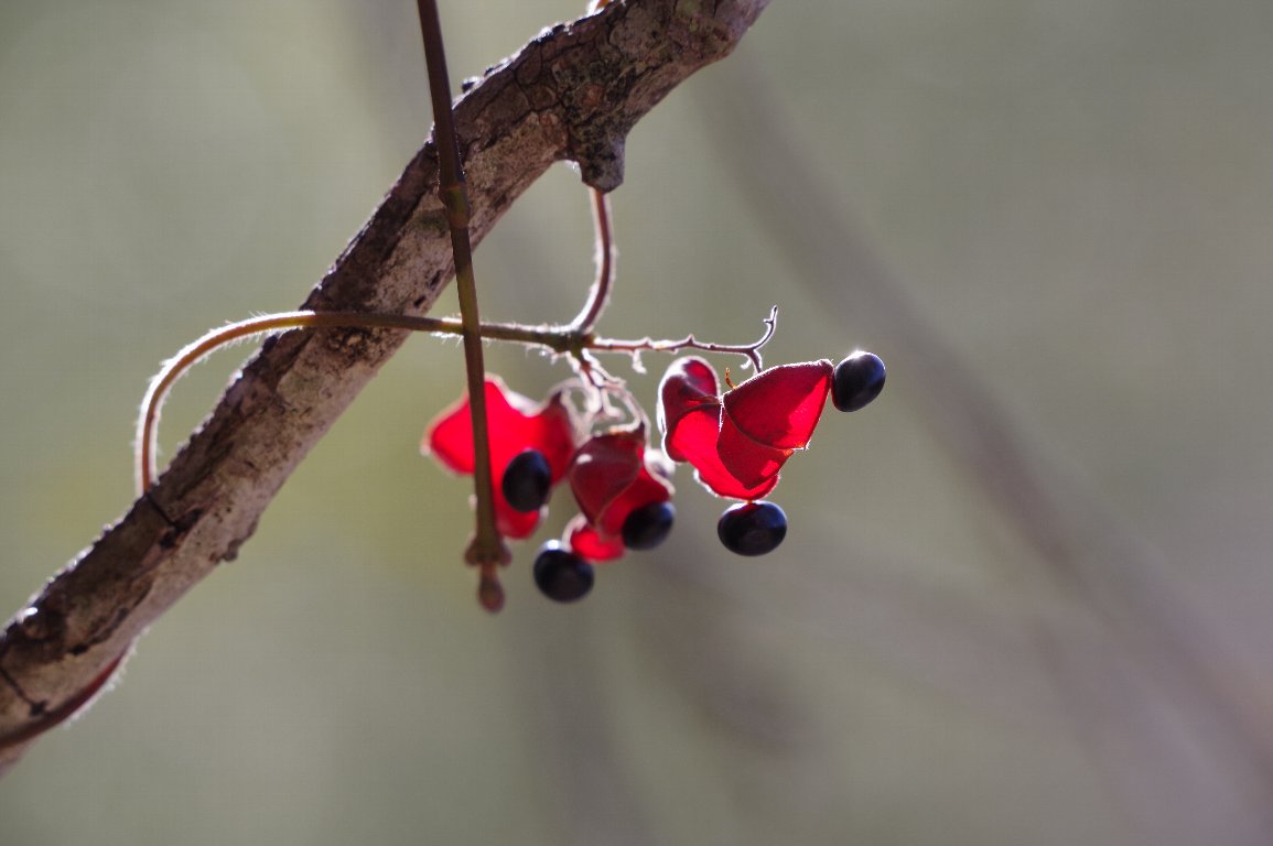 �g�L���}��