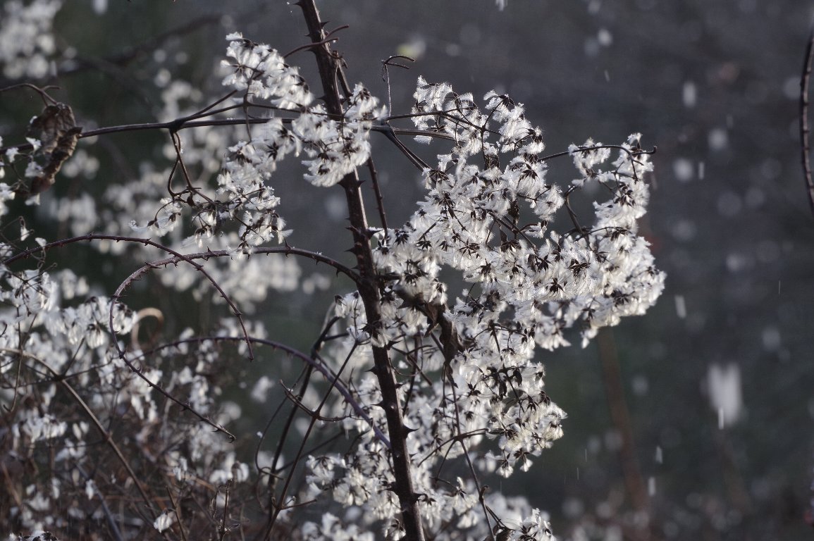 �{�^���d��