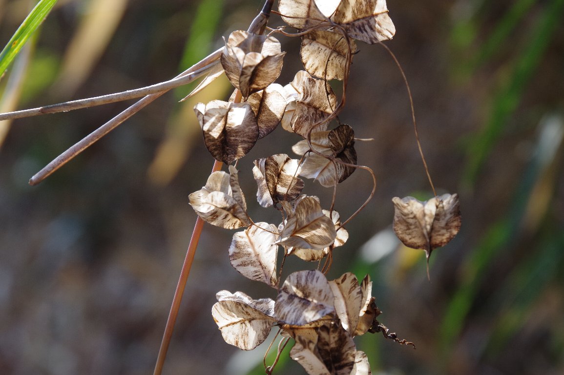 �I�j�h�R��