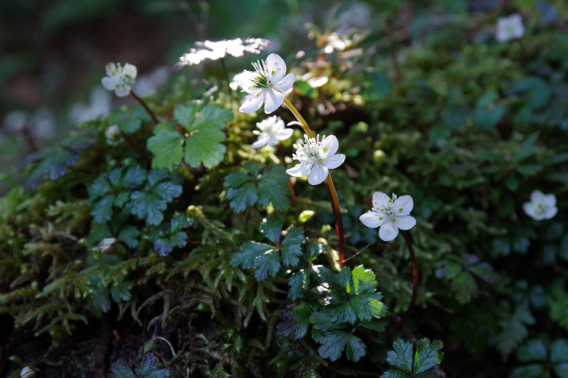 �o�C�J�I�E����