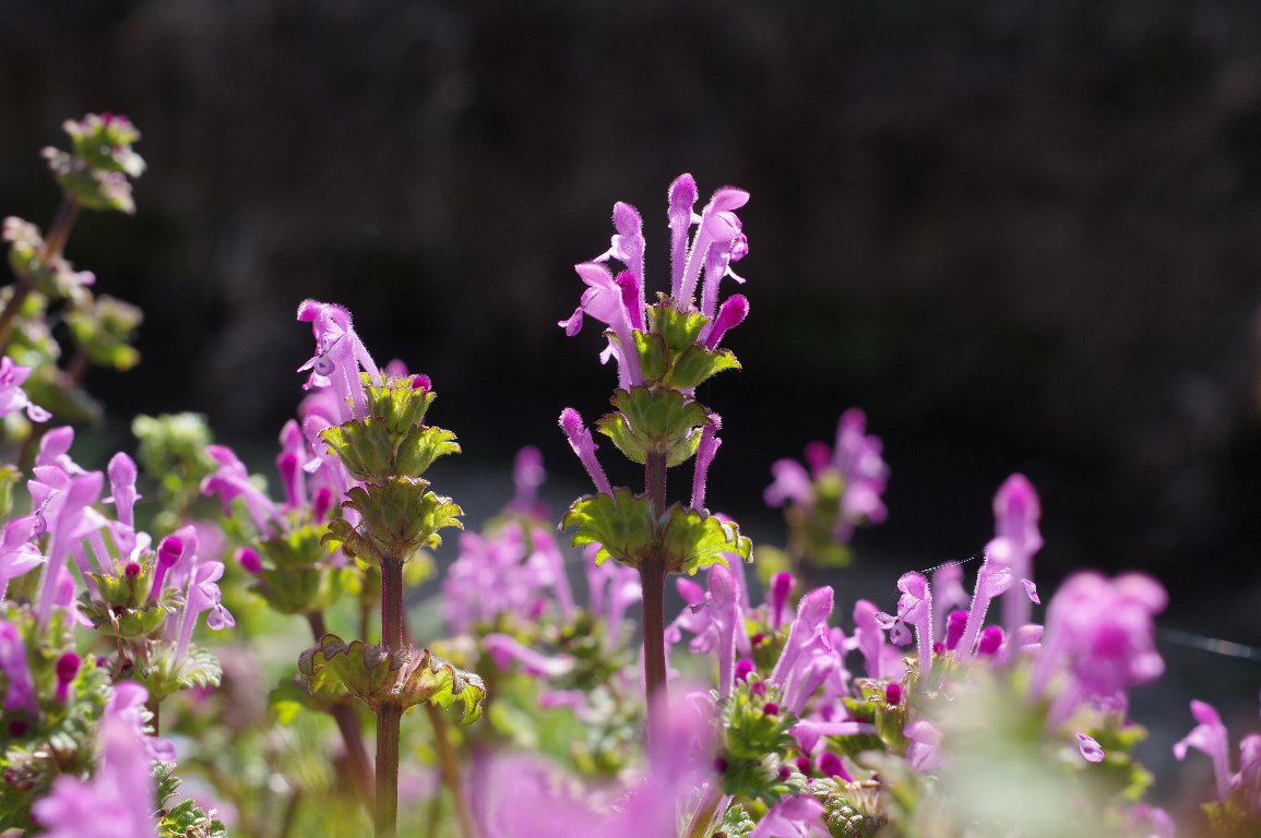 �z�g�P�m�U