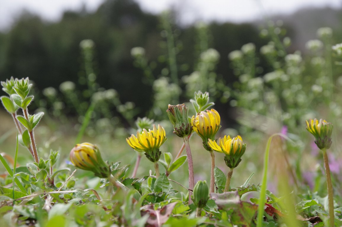 �t�̉Ԃ̓����w��