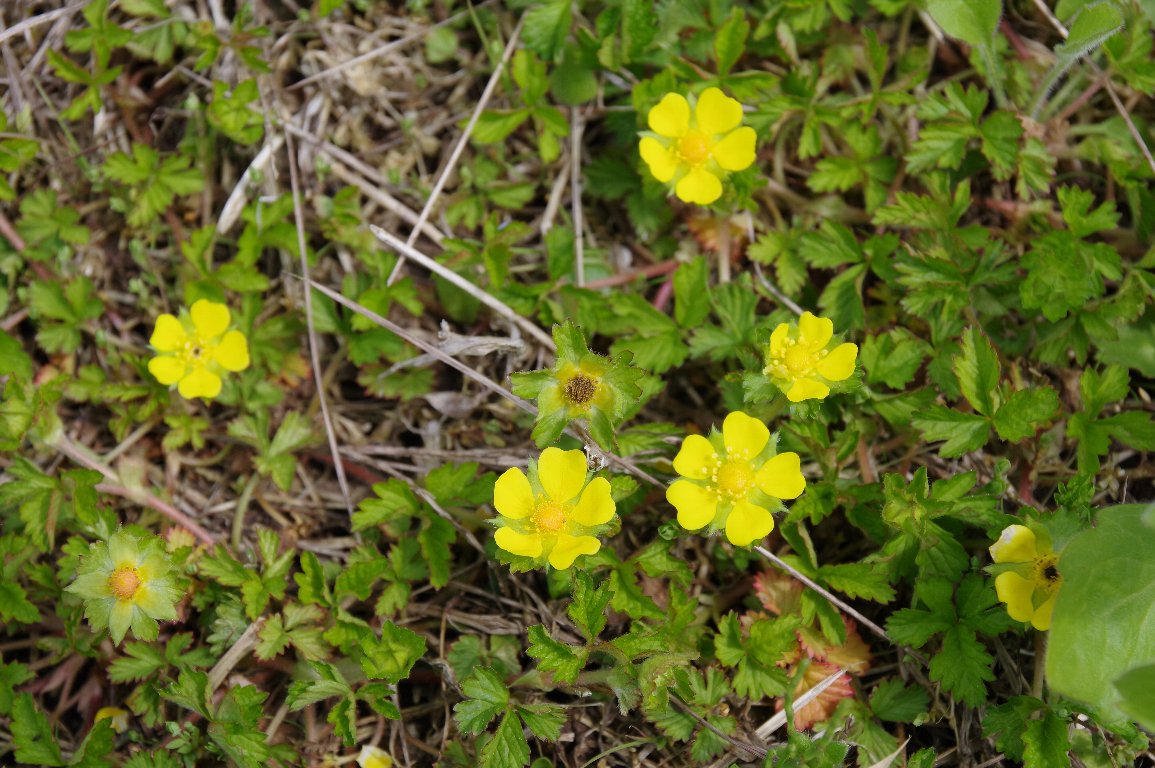 �w�r�C�`�S