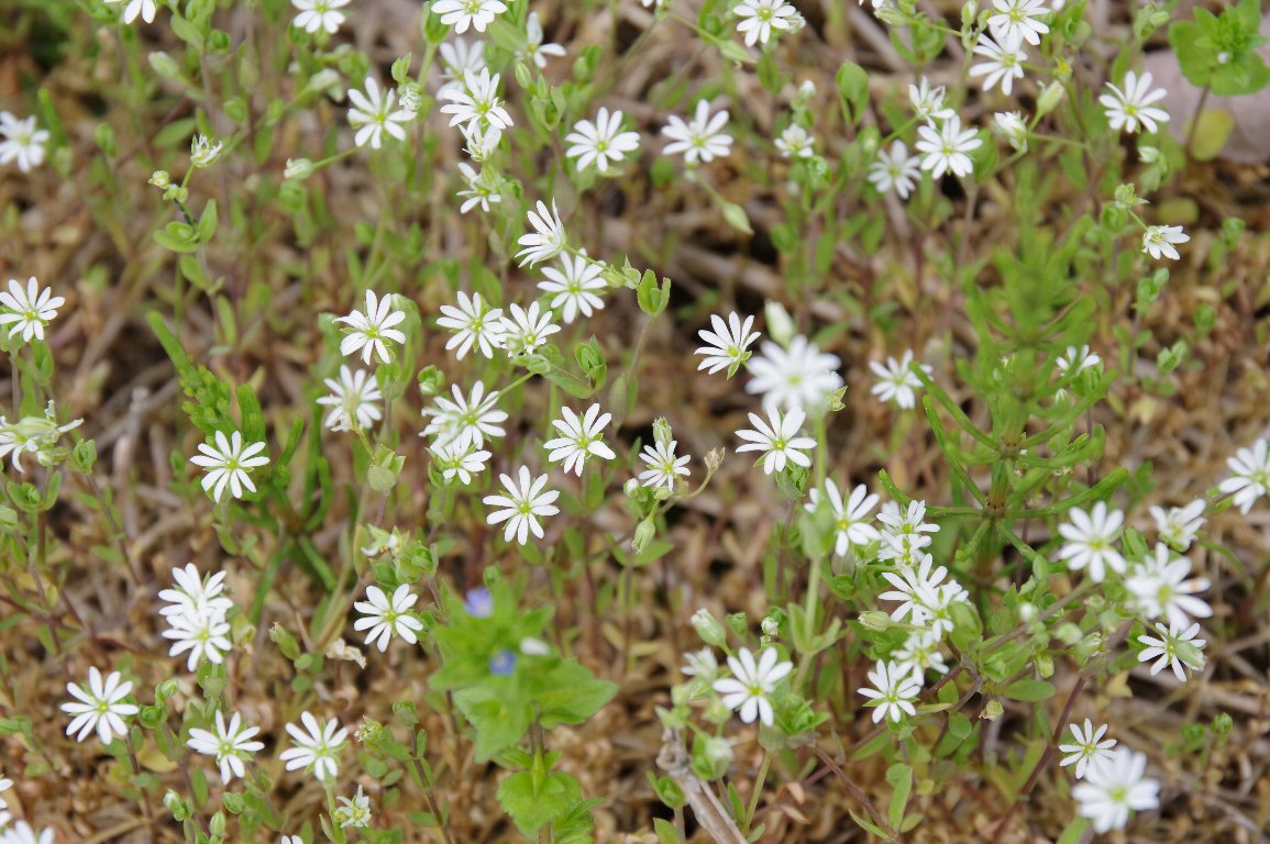 �m�~�m�t�X�}