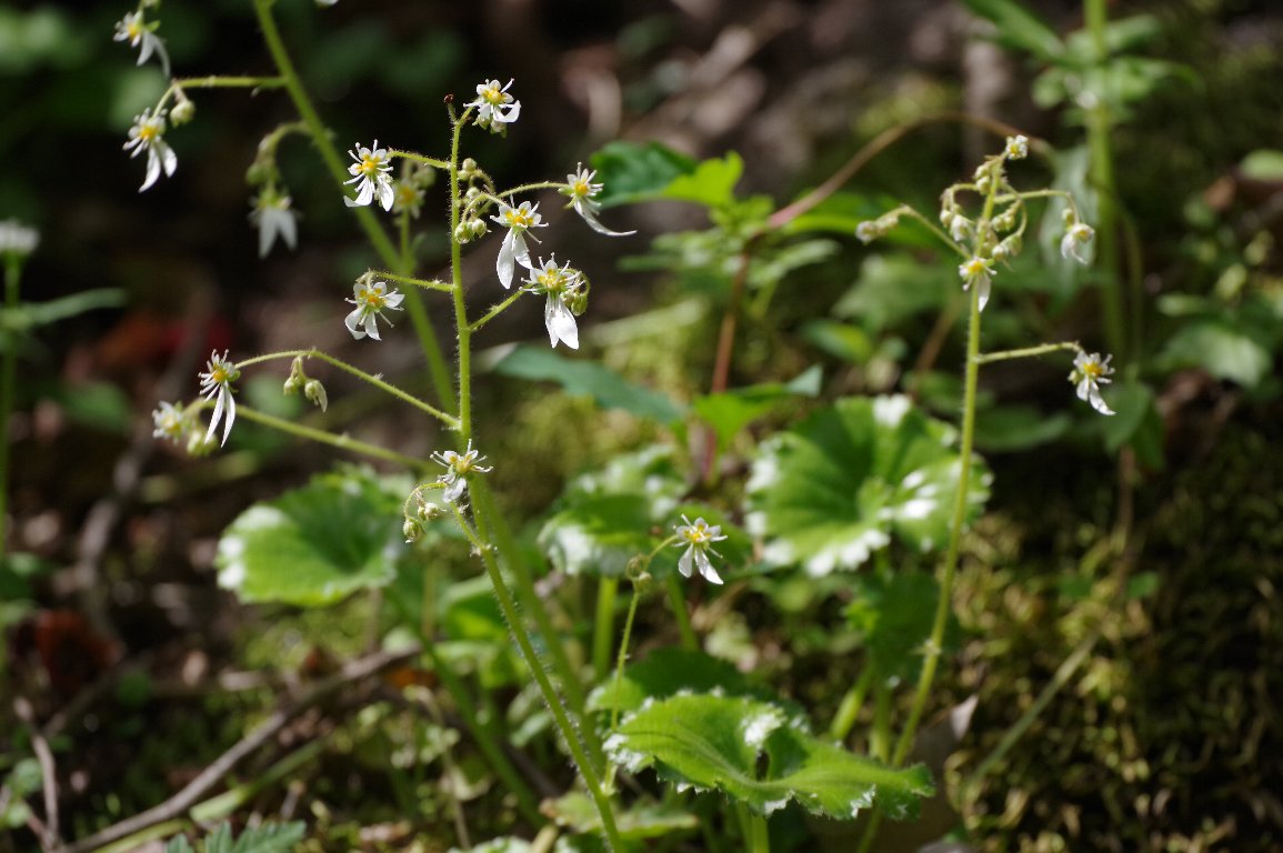 �n�����L�m�V�^