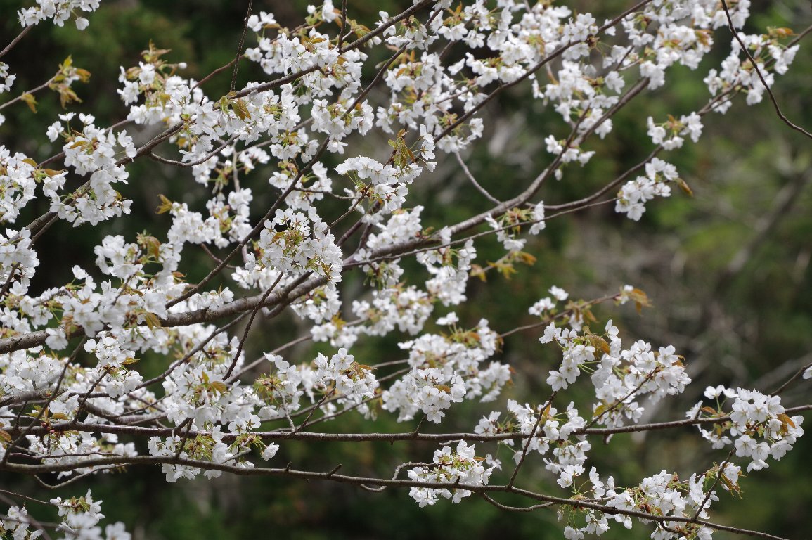 �J�X�~�U�N��