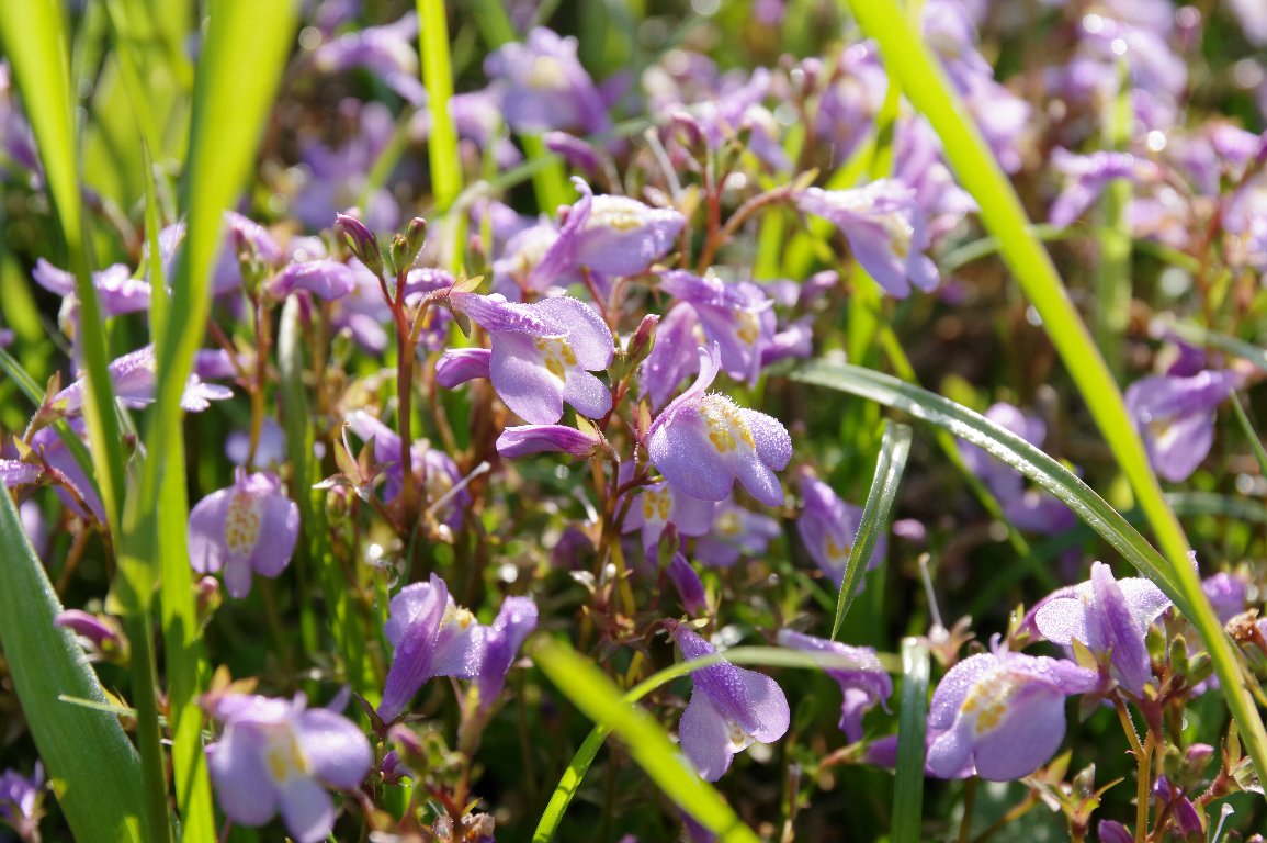 �����T�L�T�M�S�P