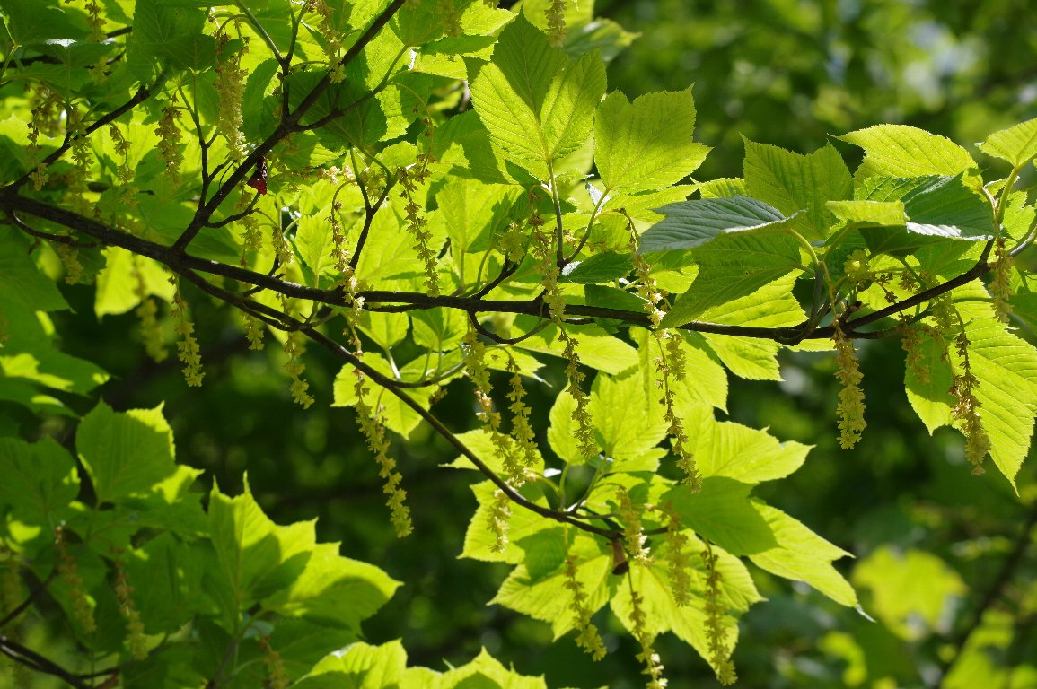 �E���n�_�J�G�f