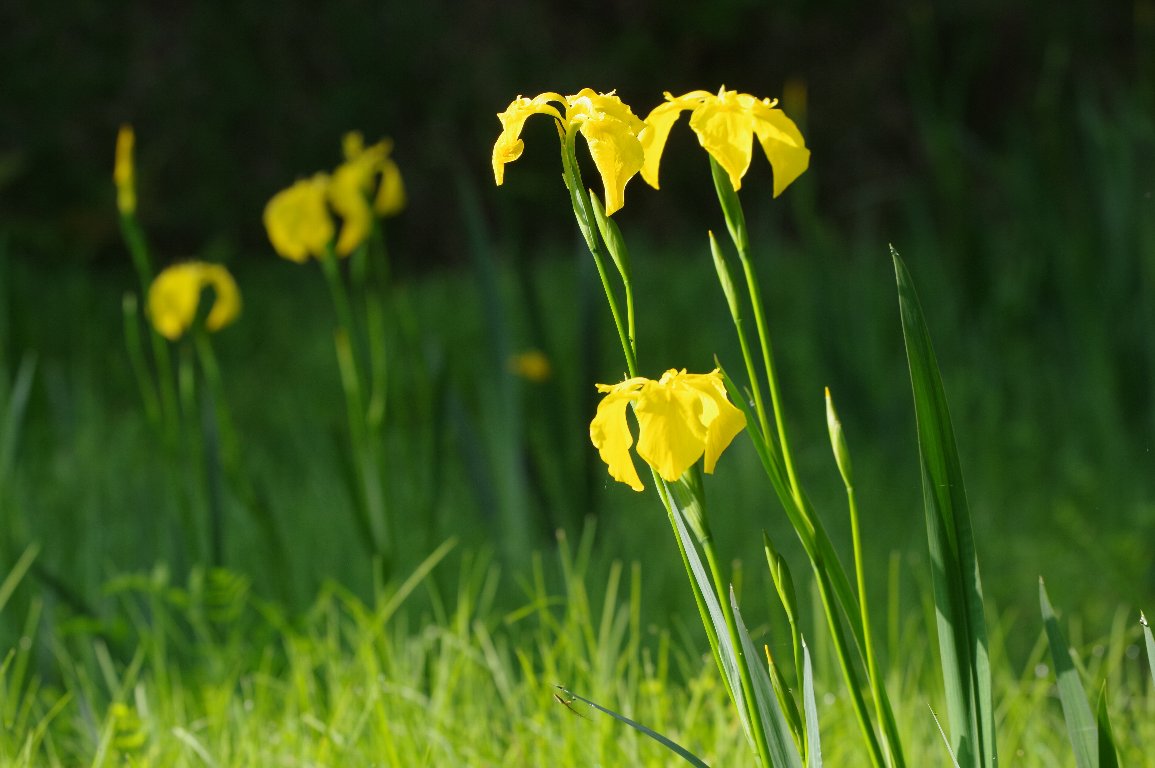 �L�V���E�u