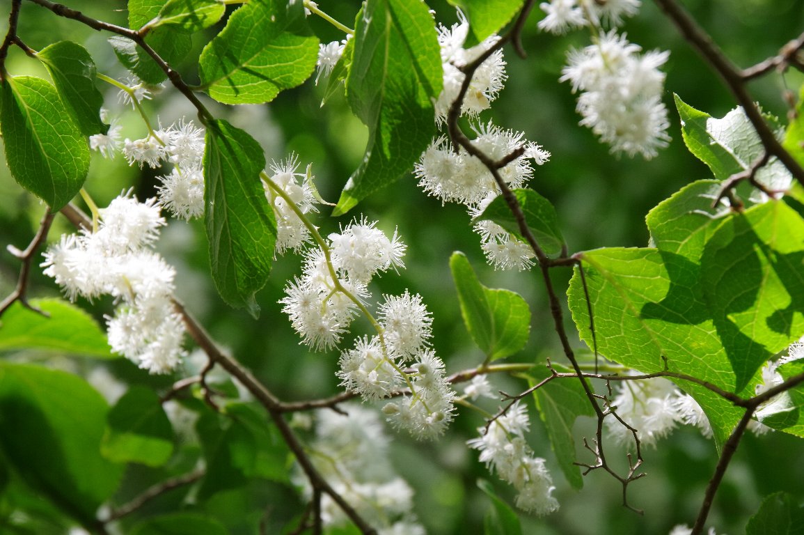 �^���i�T���t�^�M