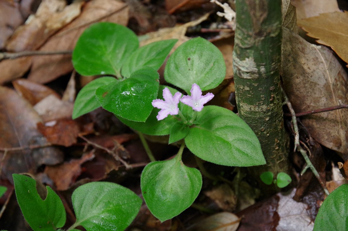 �C�i�����\�E