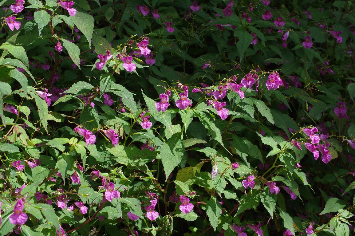 �c���t�l�\�E