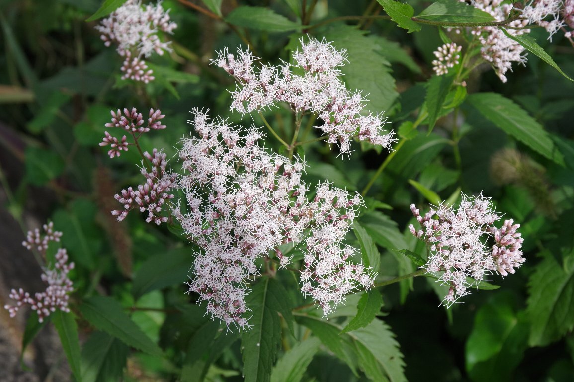 �t�W�o�J�}