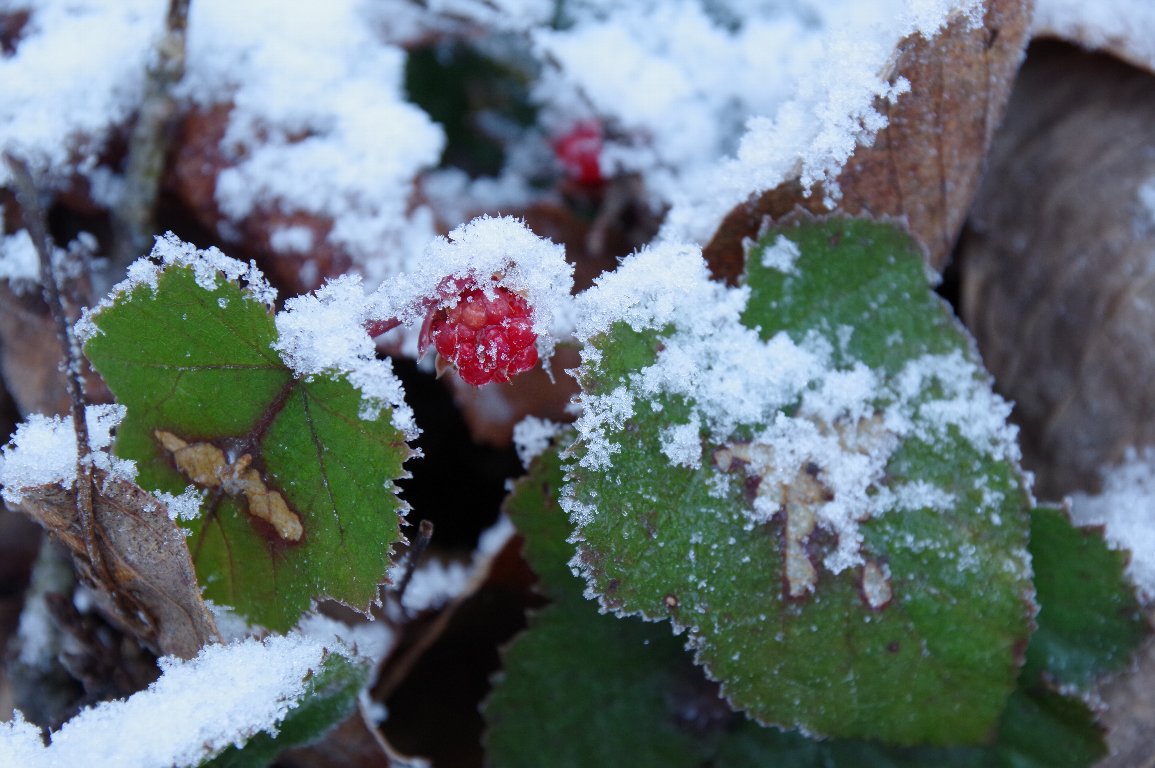 �t���C�`�S