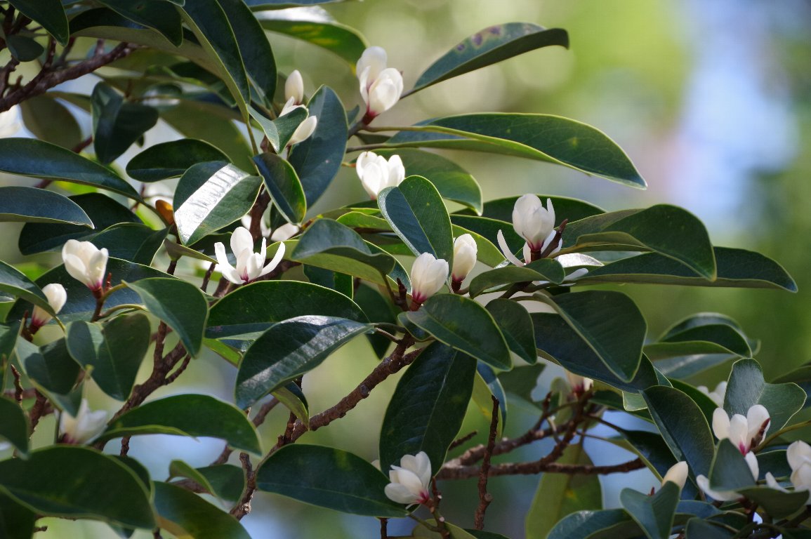 �I�K�^�}�m�L