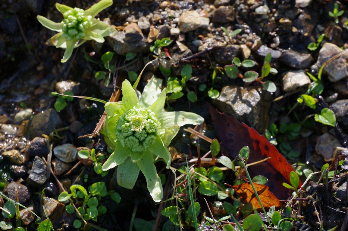 �t�L�i�ӂ��̂Ƃ��j