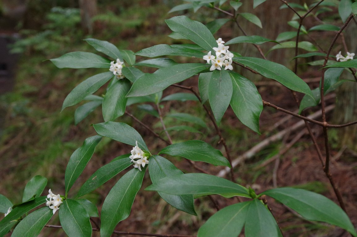 �R�V���E�m�L