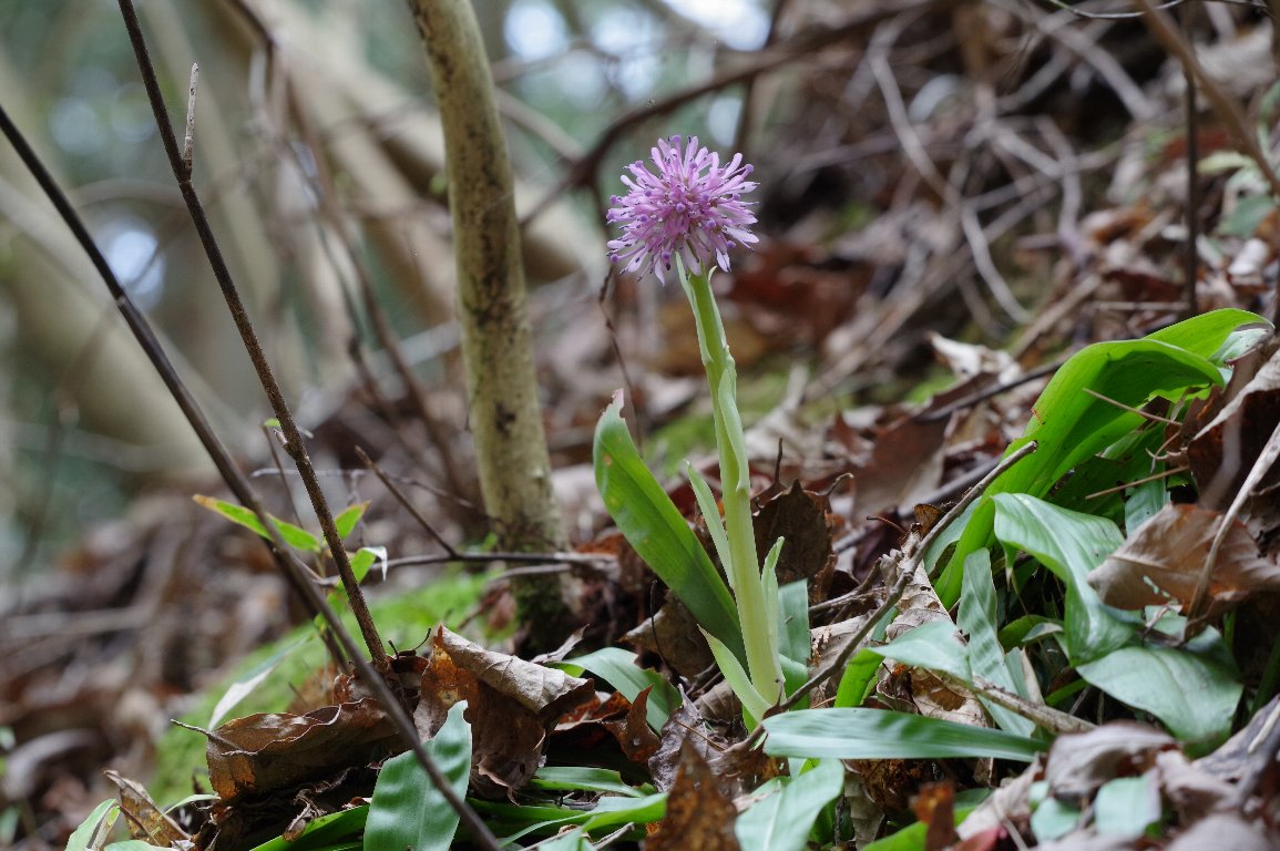 �V���E�W���E�o�J�}