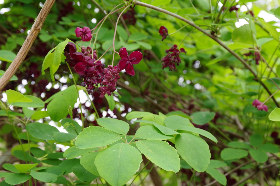 �S���E�A�P�r