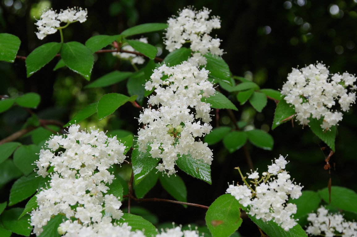 �R�o�m�K�}�Y�~