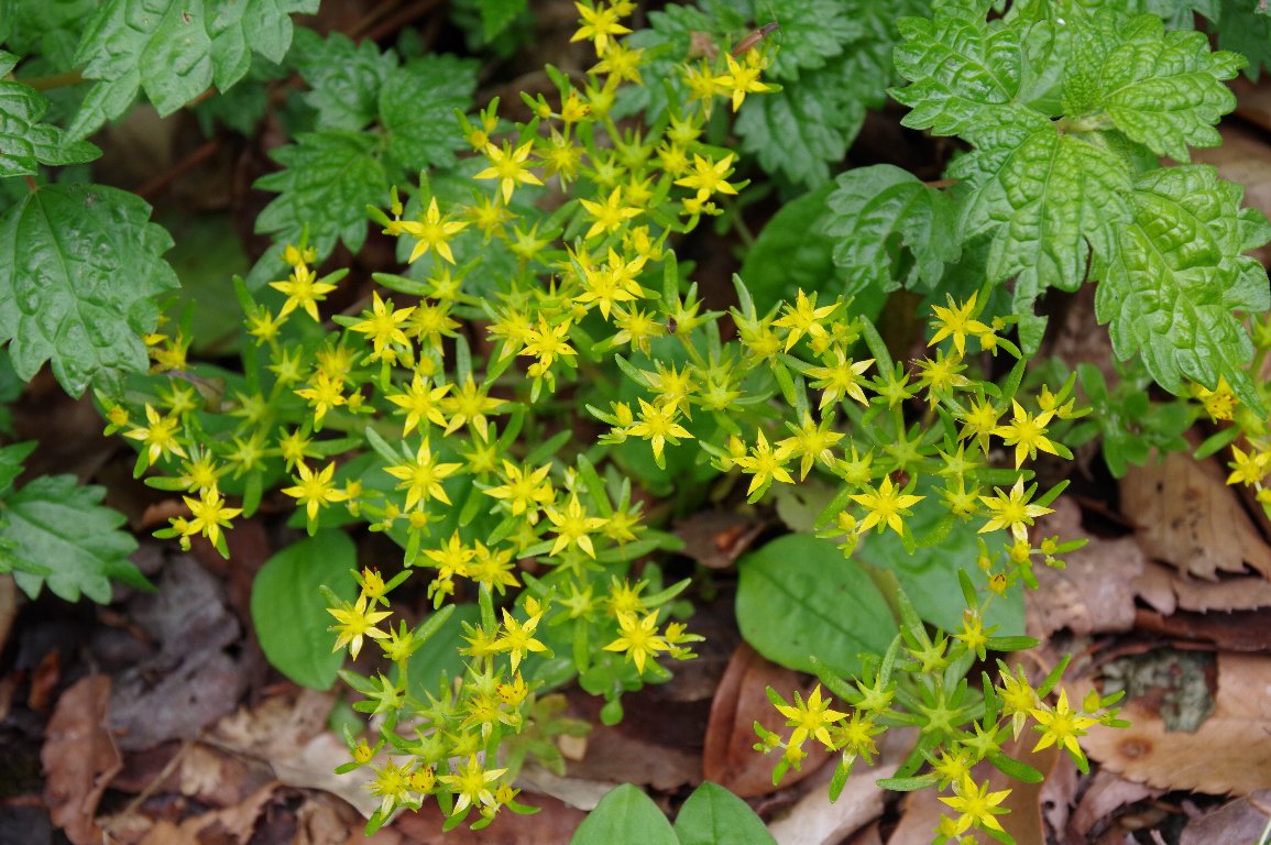 �q�������Q