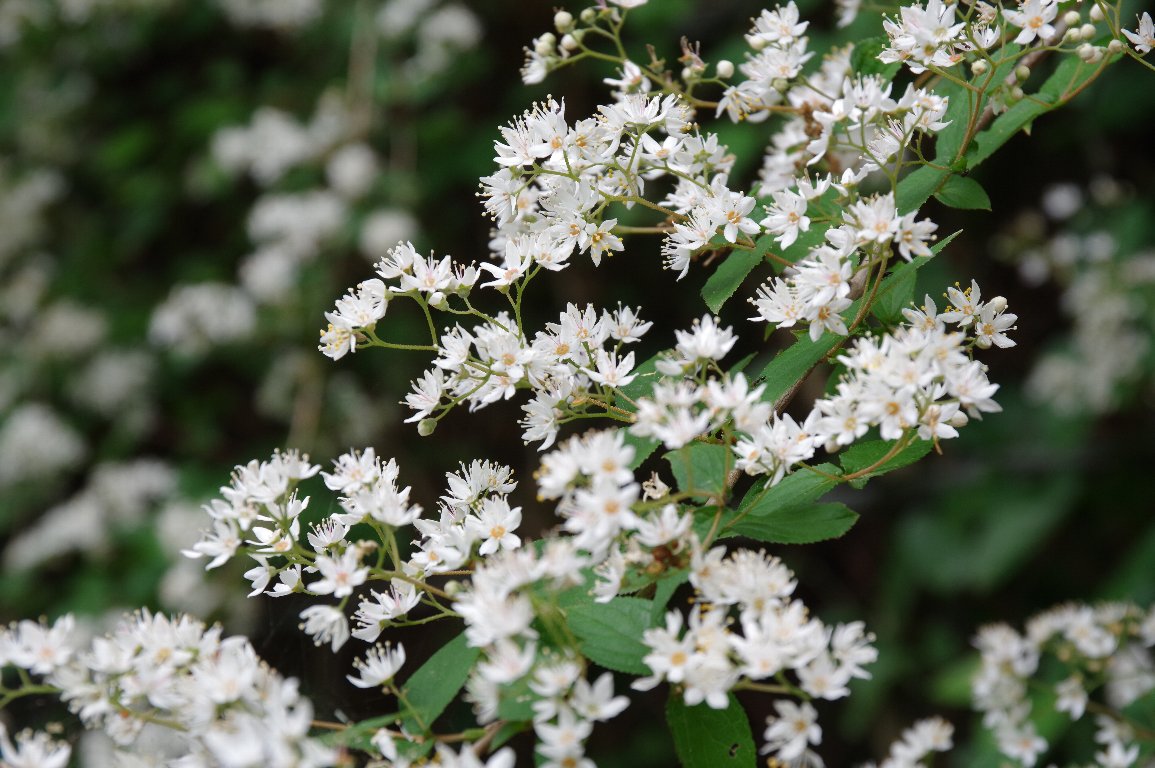 �}���o�E�c�M