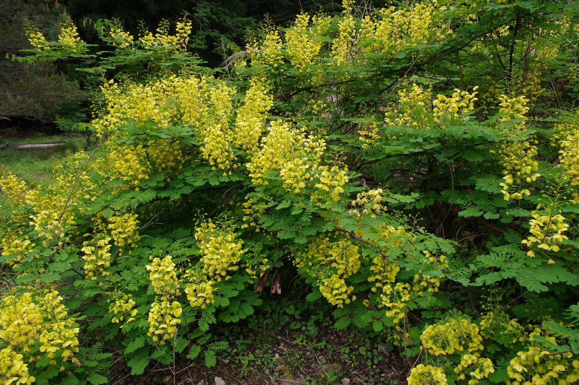 �W���P�c�C�o��