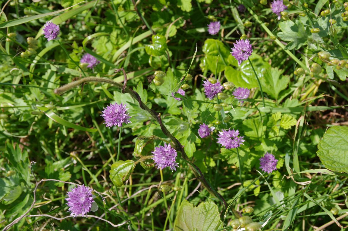 �V���E�}�A�T�c�L