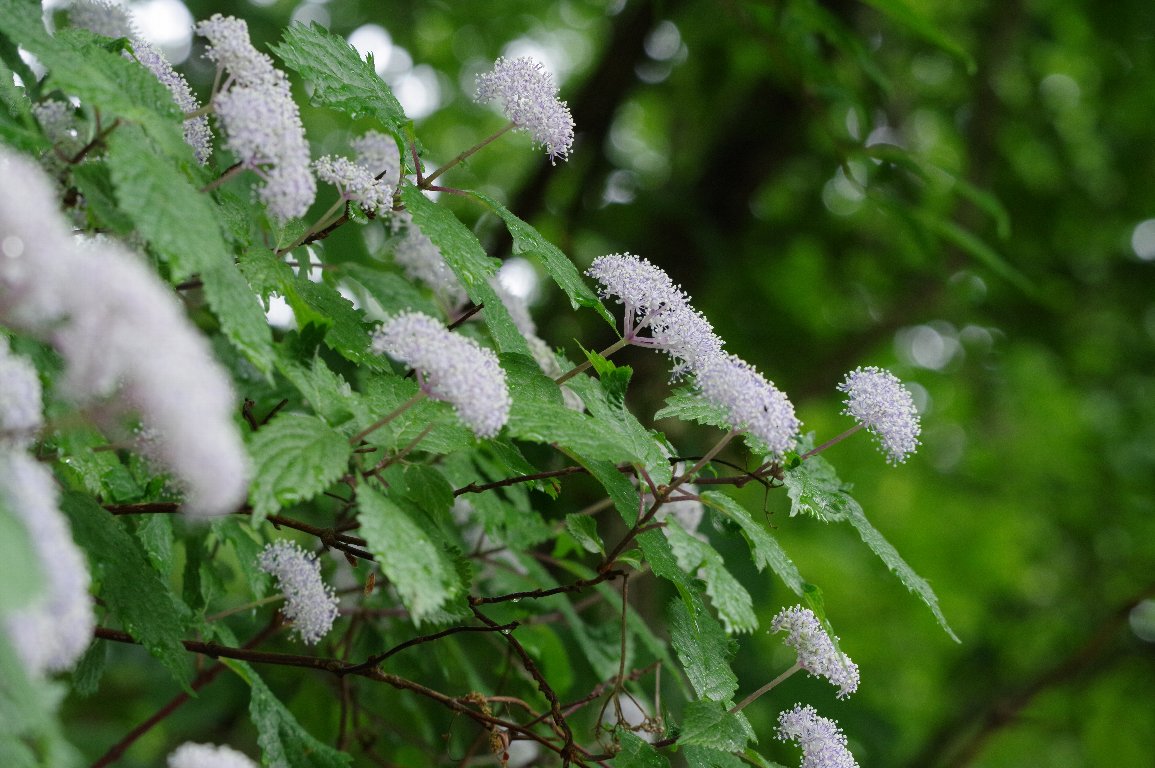 �R�A�W�T�C