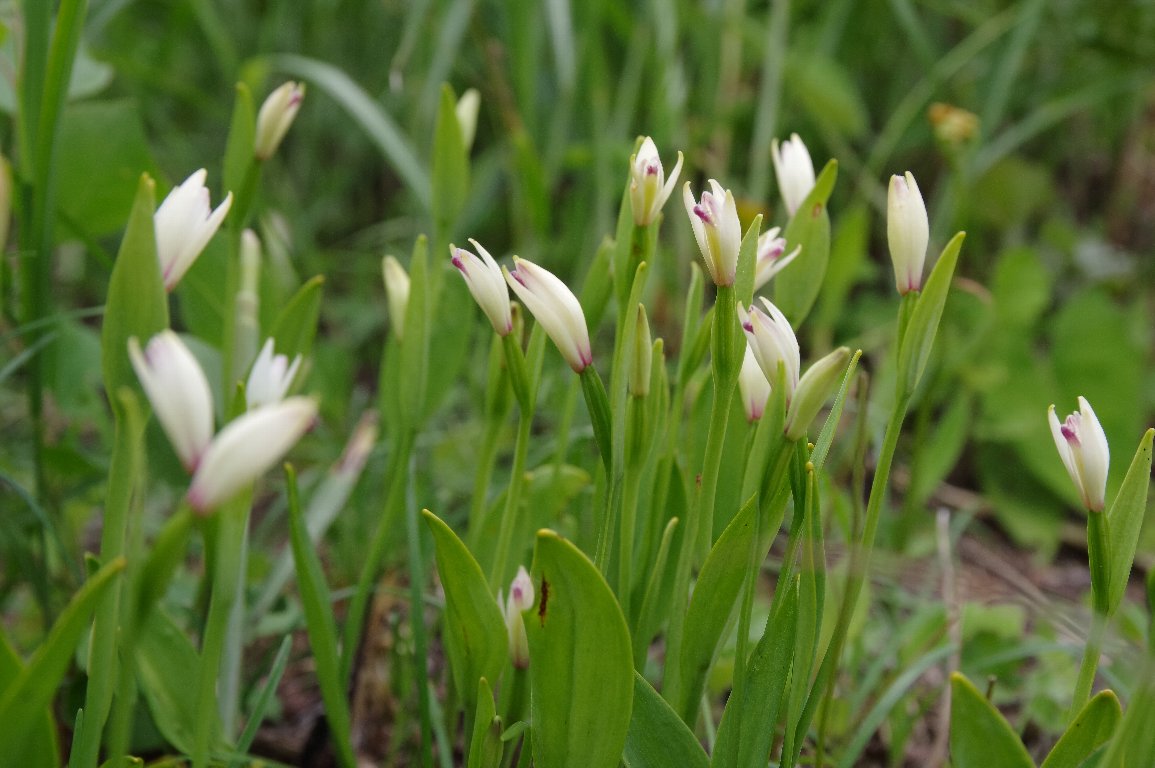 ���}�g�L�\�E