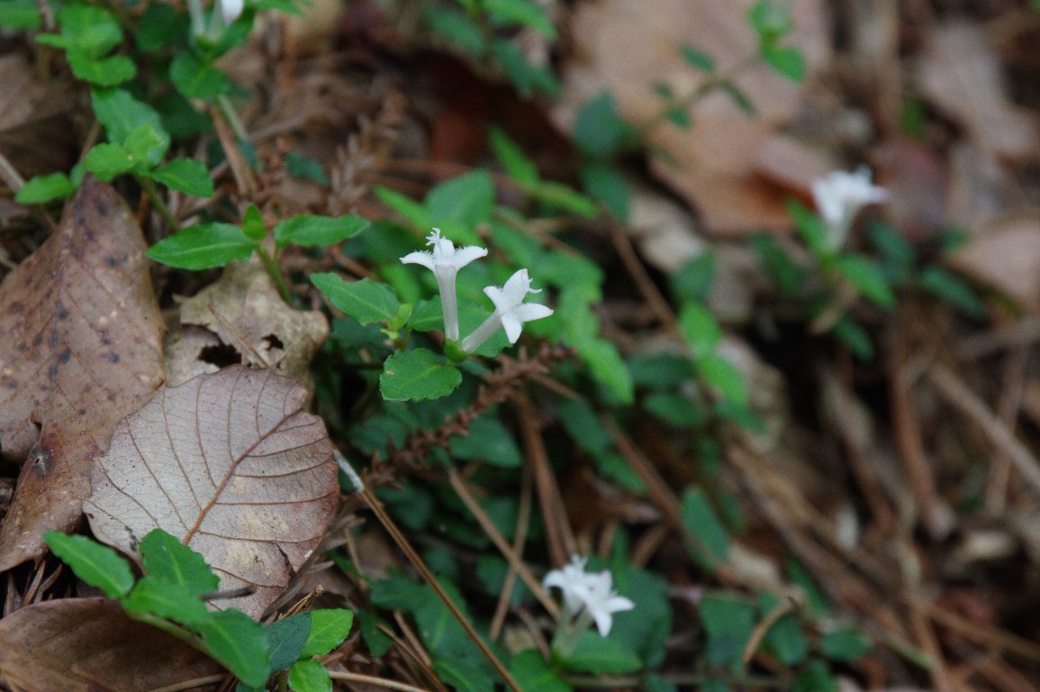 �c���A���h�I�V