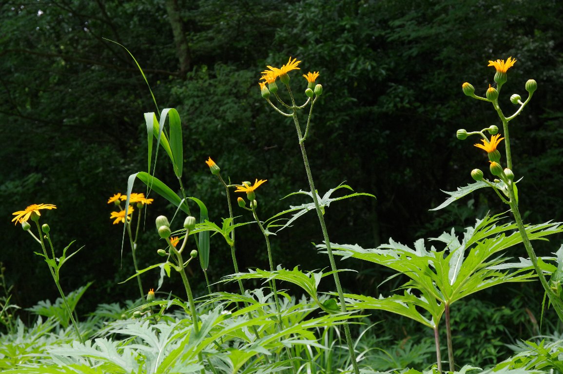 �n���J�C�\�E