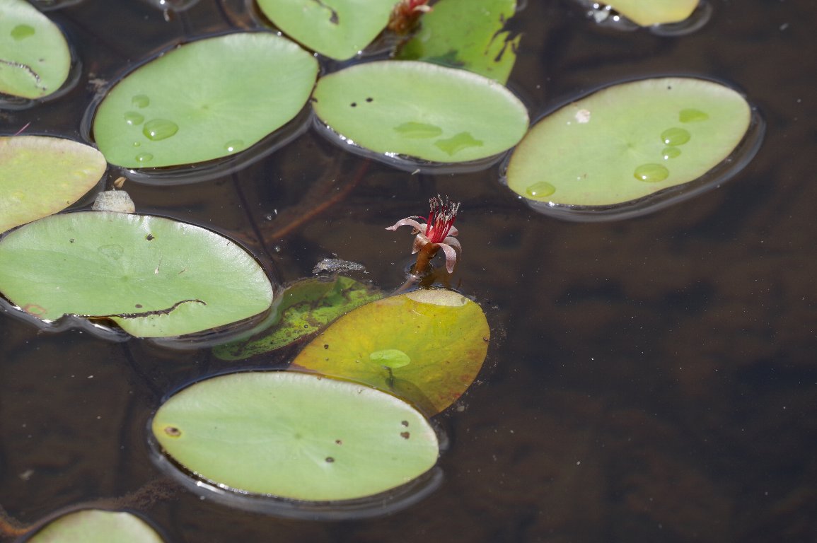 �W�����T�C