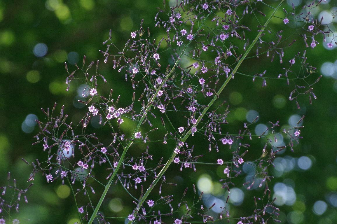 �����T�L�j�K�i