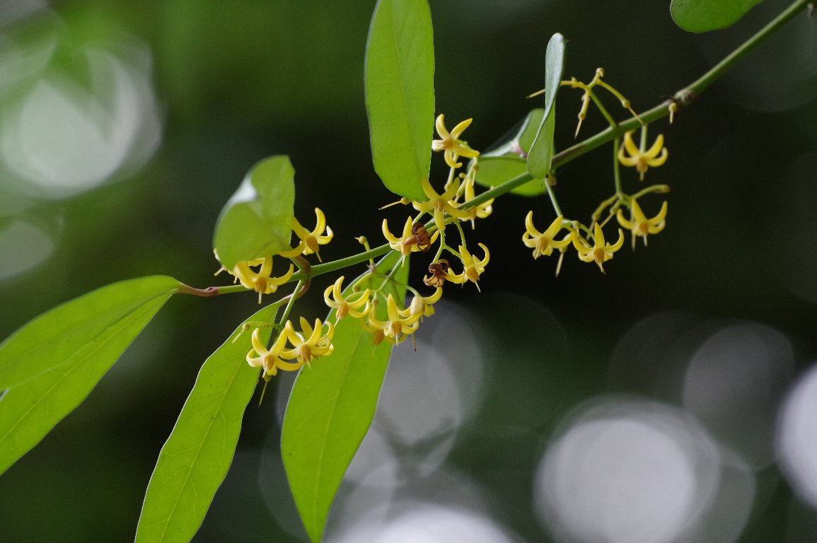 �`�g�Z�J�Y��