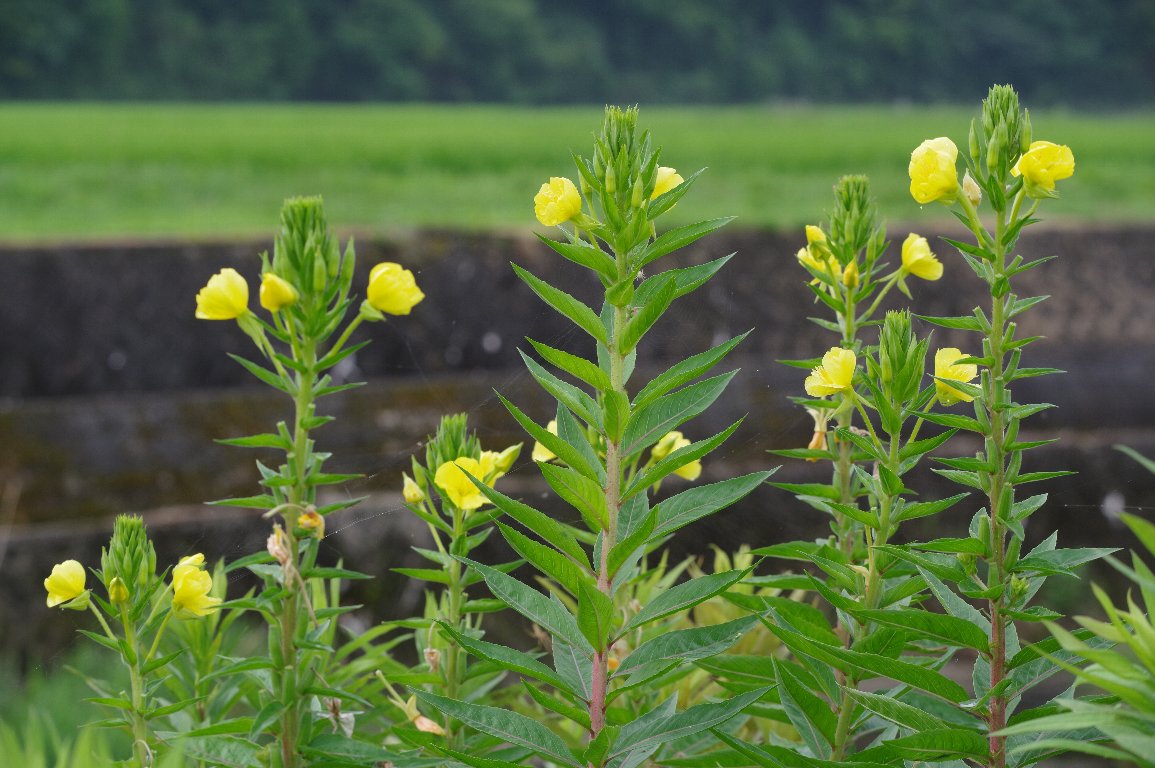 ���}�c���C�O�T