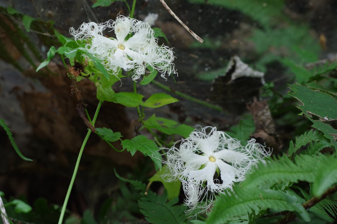 �L�J���X�E��