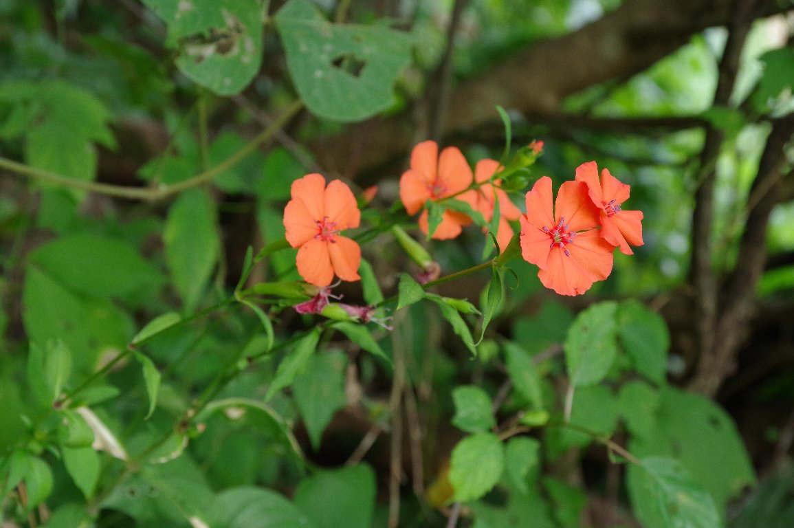 �t�V�O���Z���m�E