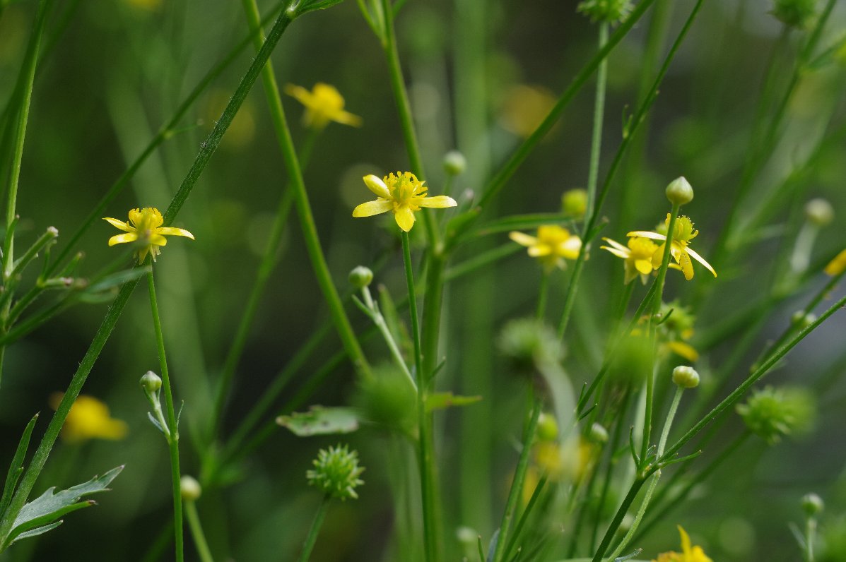 �I�g�R�[��